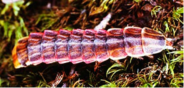 Figure 2 Photinus Pyralis larva Lloyd 2018jpg